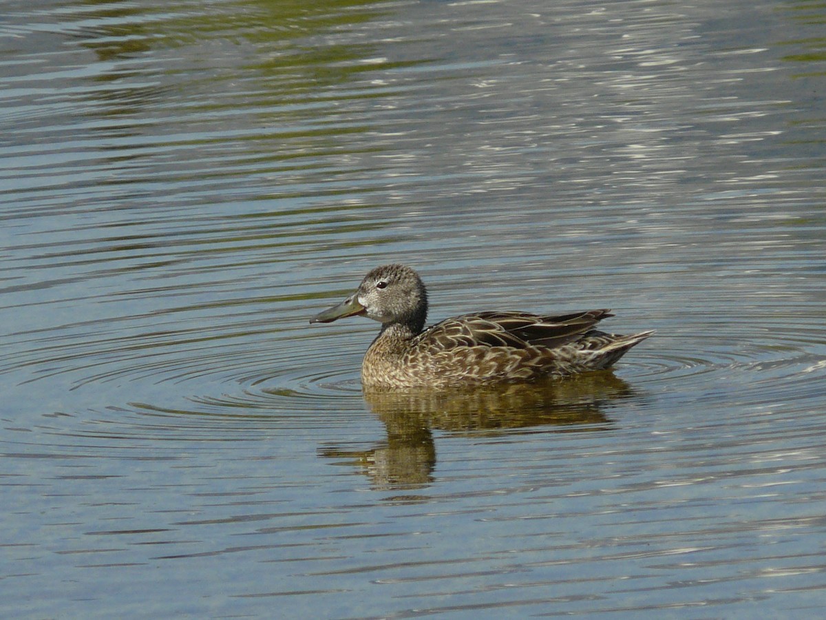 Cinnamon Teal - ML28857651