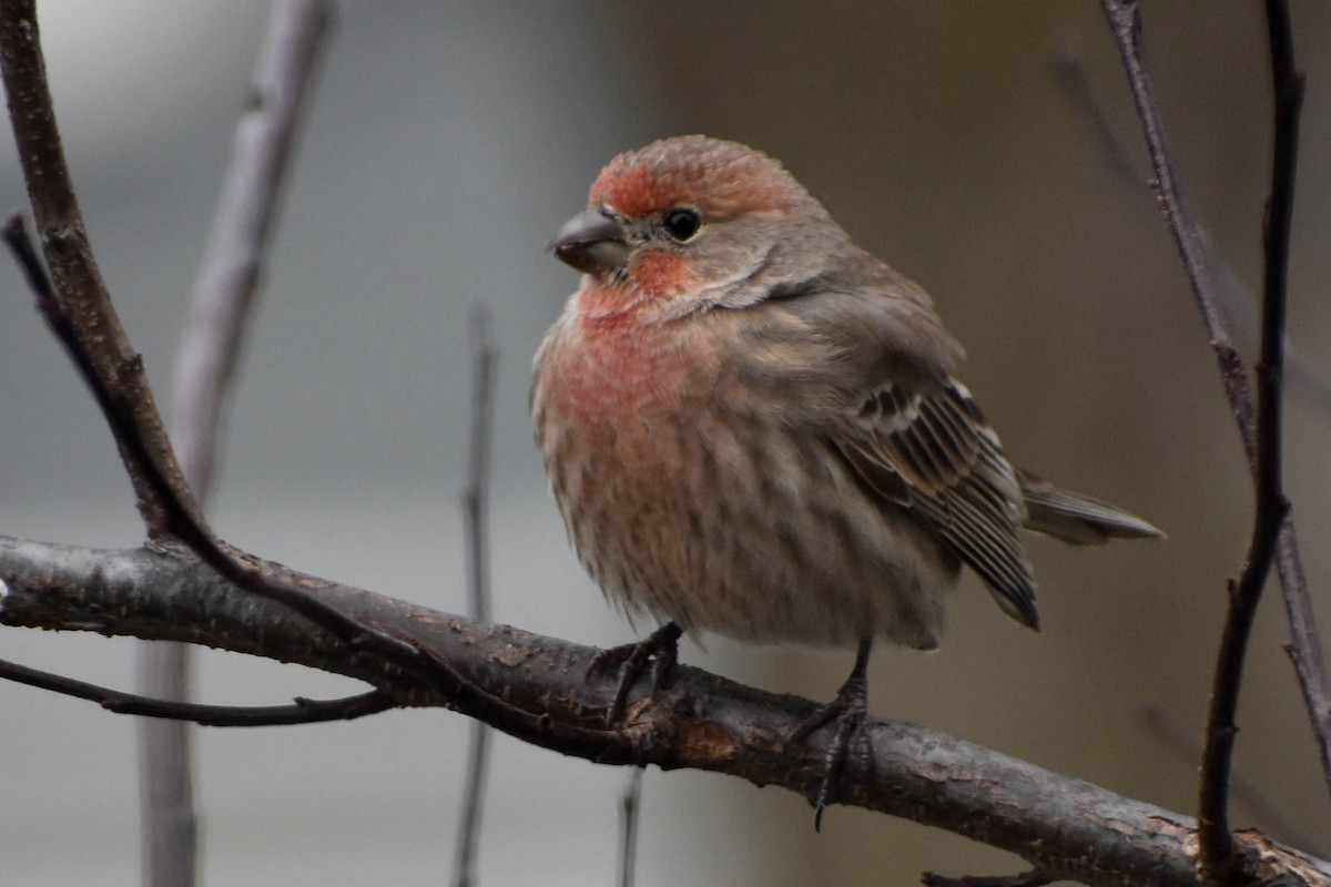 House Finch - Andrea Heine