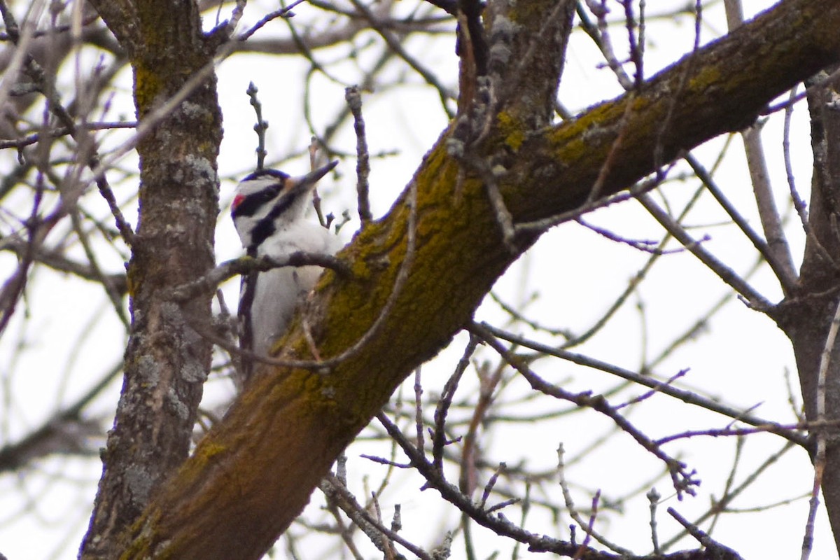 Hairy Woodpecker - ML288579031