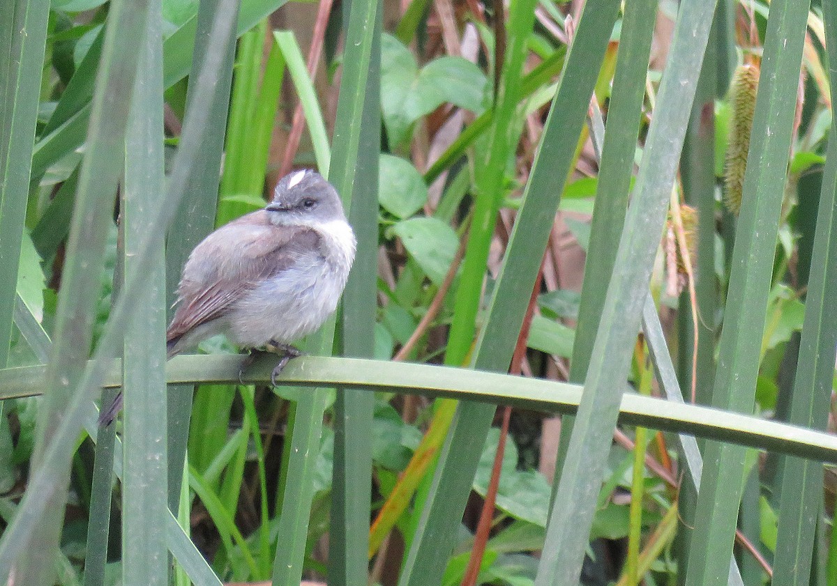 Sooty Tyrannulet - ML288579051