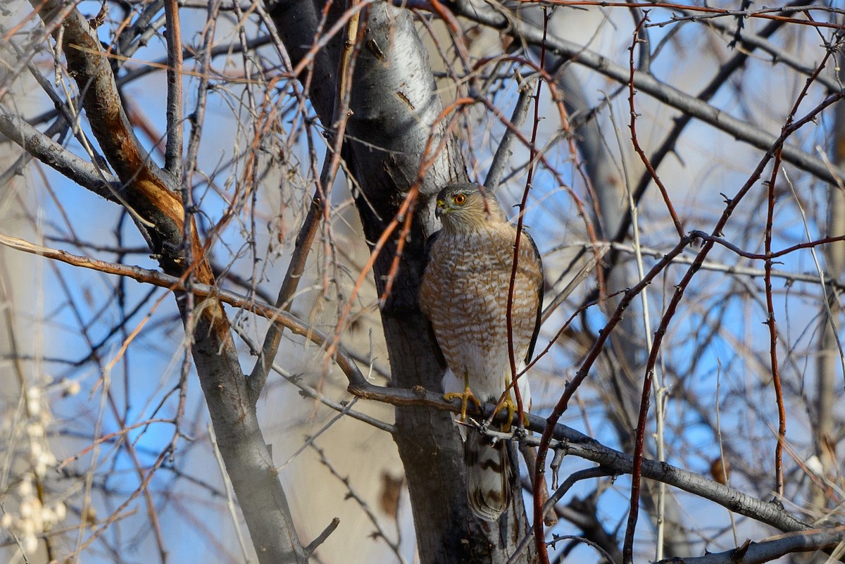 Sharp-shinned Hawk - ML288579071