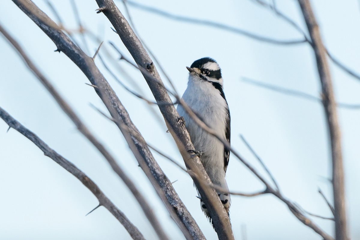 セジロコゲラ（leucurus／glacialis） - ML288579121