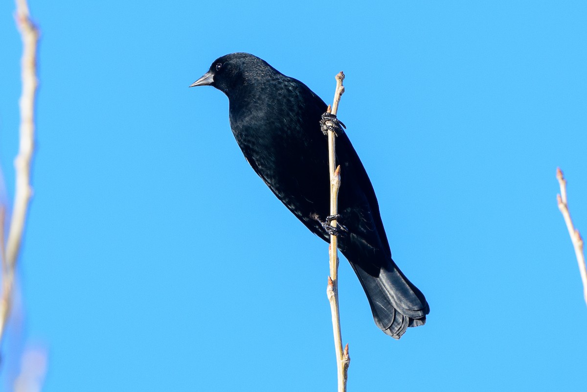 Red-winged Blackbird - ML288579151