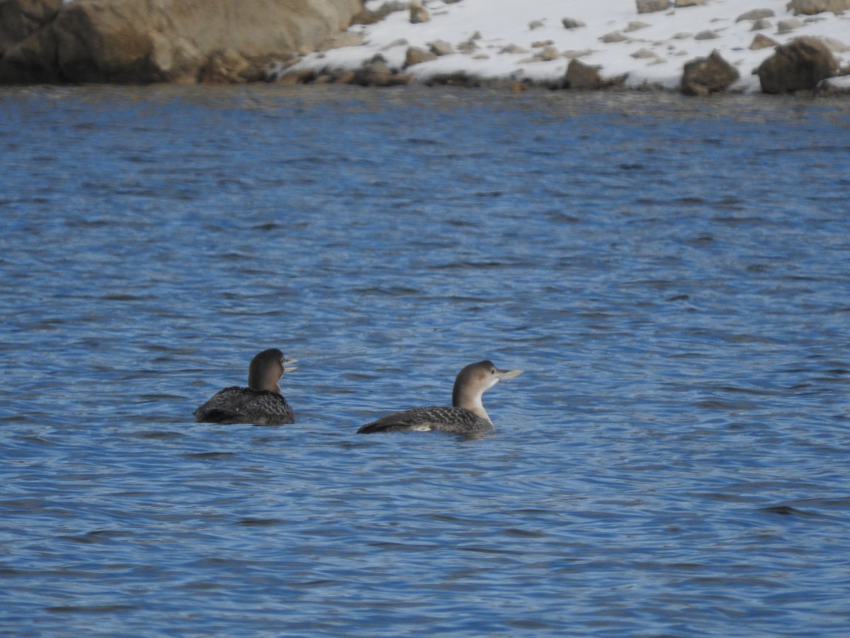 Yellow-billed Loon - ML288579381