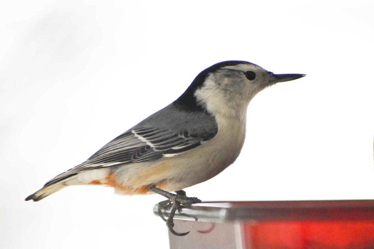 White-breasted Nuthatch - Andrea Heine