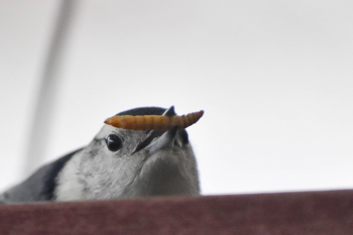 White-breasted Nuthatch - Andrea Heine