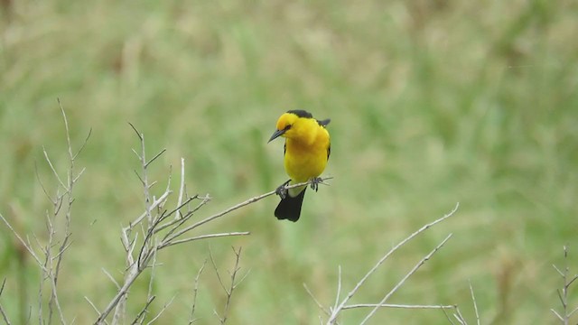 Saffron-cowled Blackbird - ML288579901