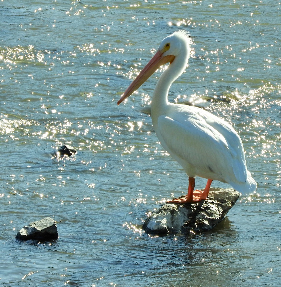 American White Pelican - ML288579931