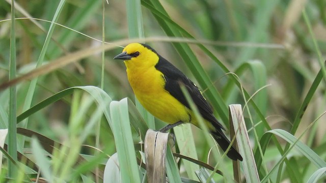 Saffron-cowled Blackbird - ML288580071