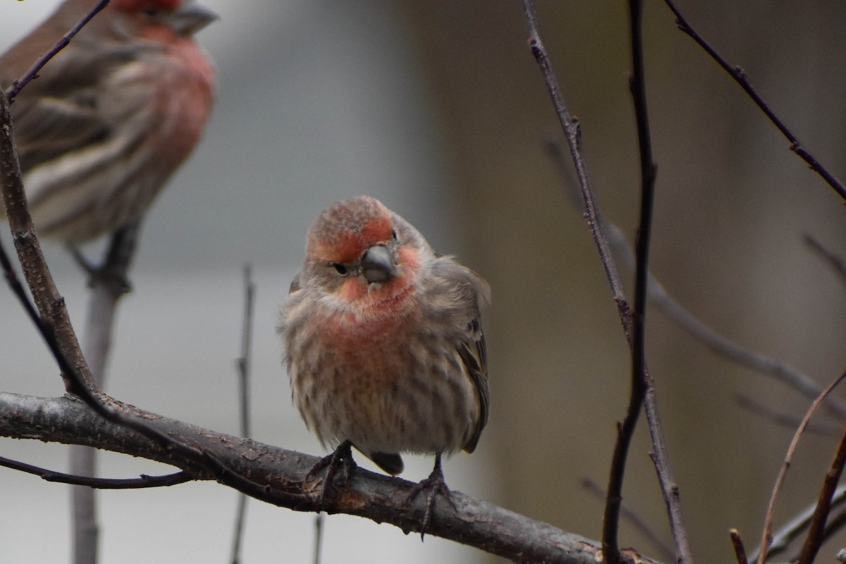 House Finch - Andrea Heine