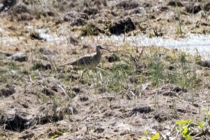 Whimbrel - Richard Hix