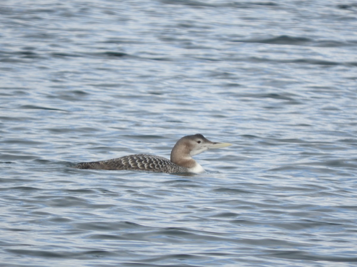 Yellow-billed Loon - ML288581981