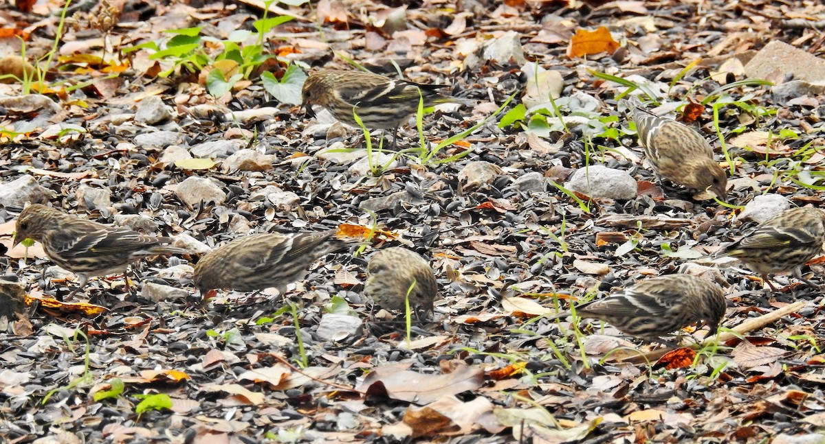 Pine Siskin - ML288582911