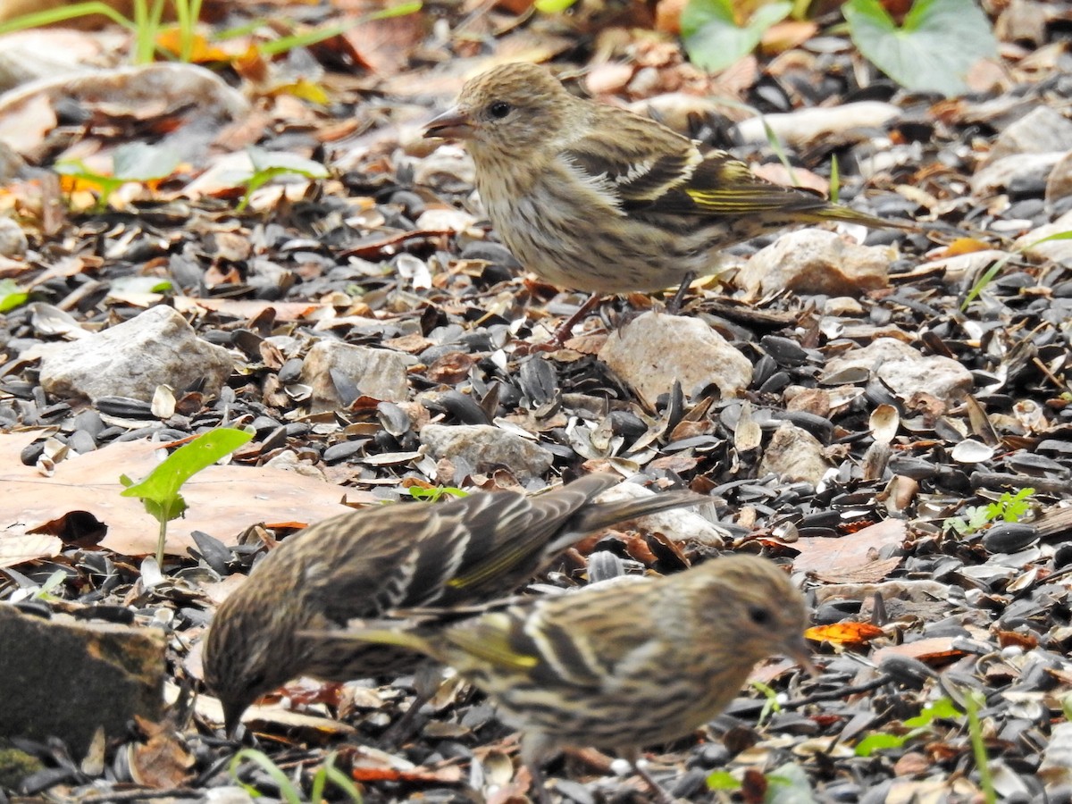 Pine Siskin - ML288583021