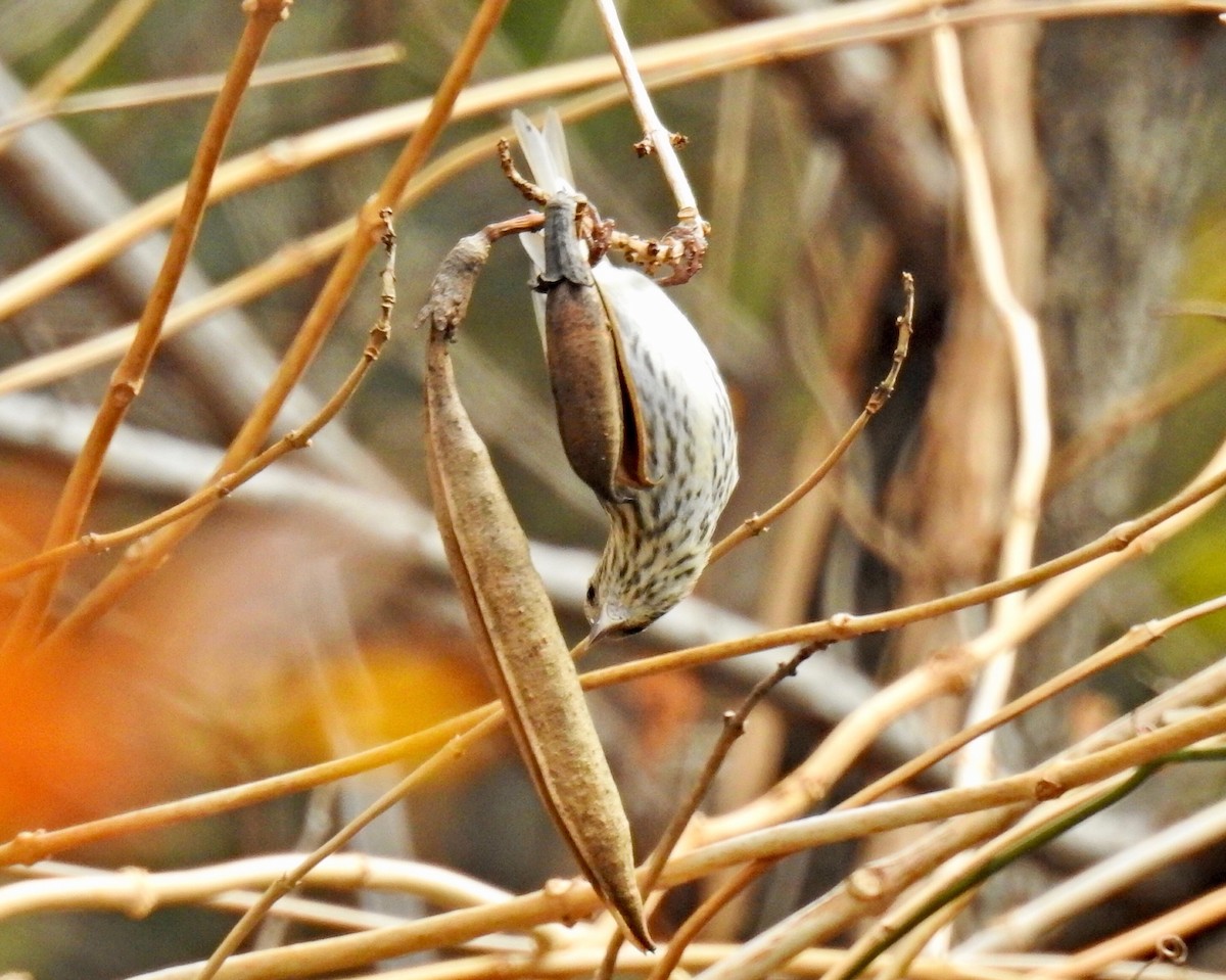 Pine Siskin - ML288583051