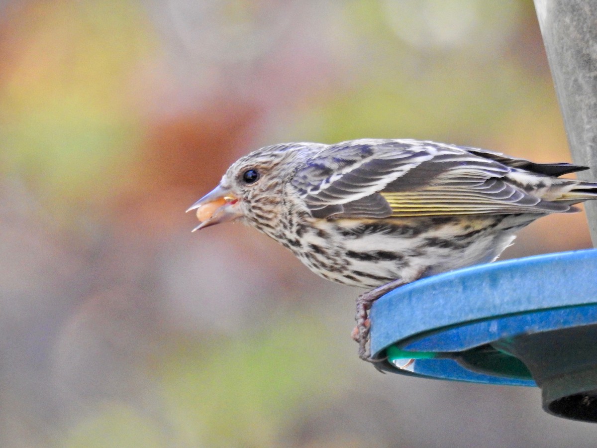 Pine Siskin - ML288583091