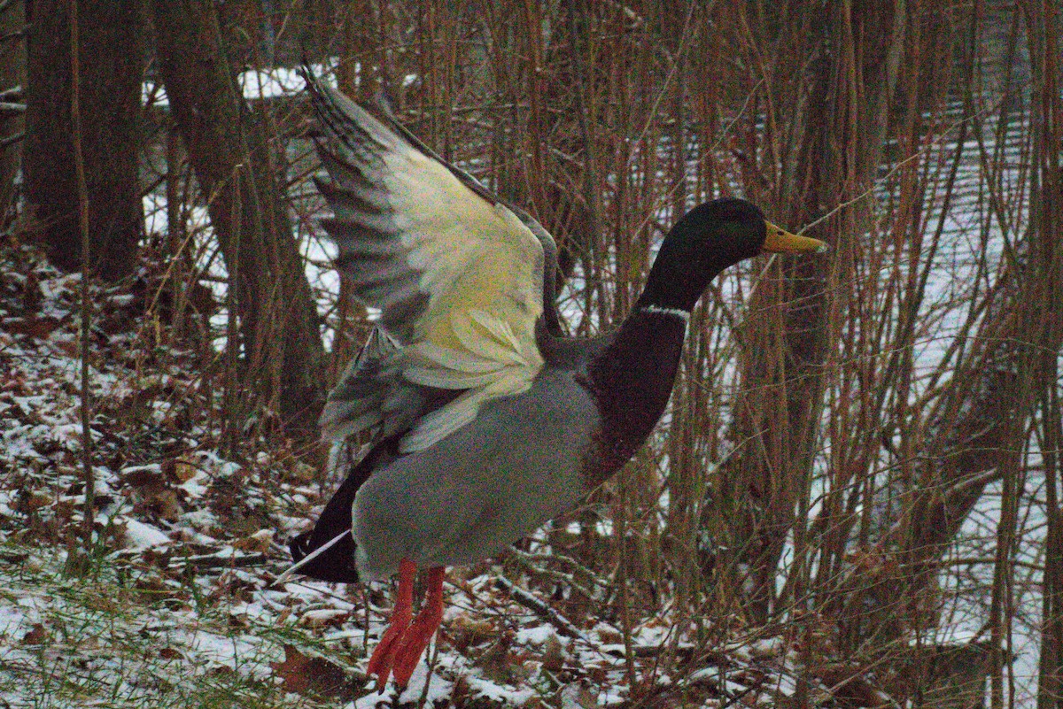 Mallard - ML288583111