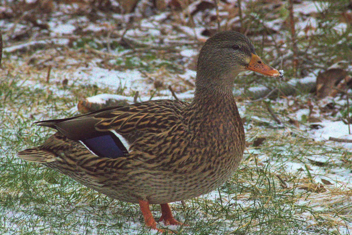 Mallard - Chandler Sonafrank