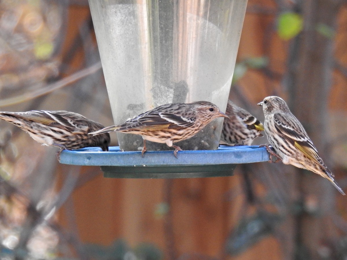 Pine Siskin - ML288583161