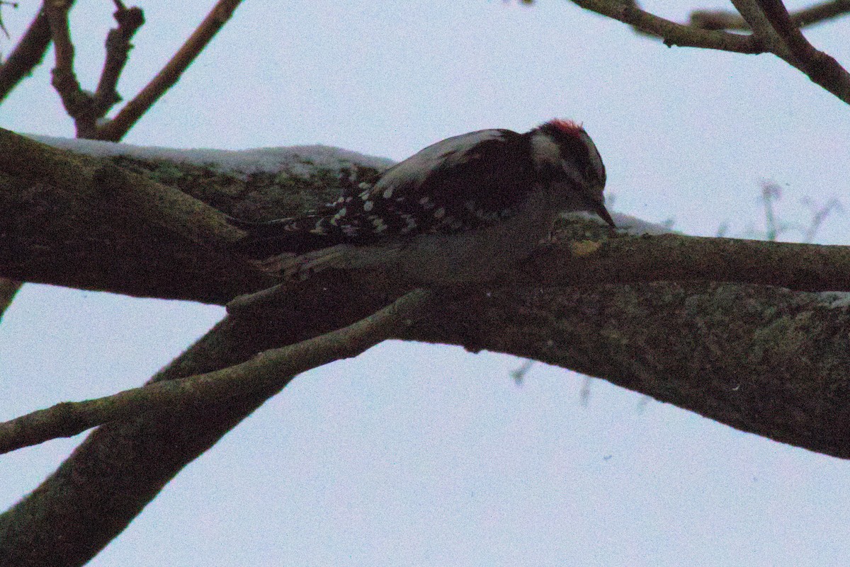 Downy Woodpecker - ML288583371