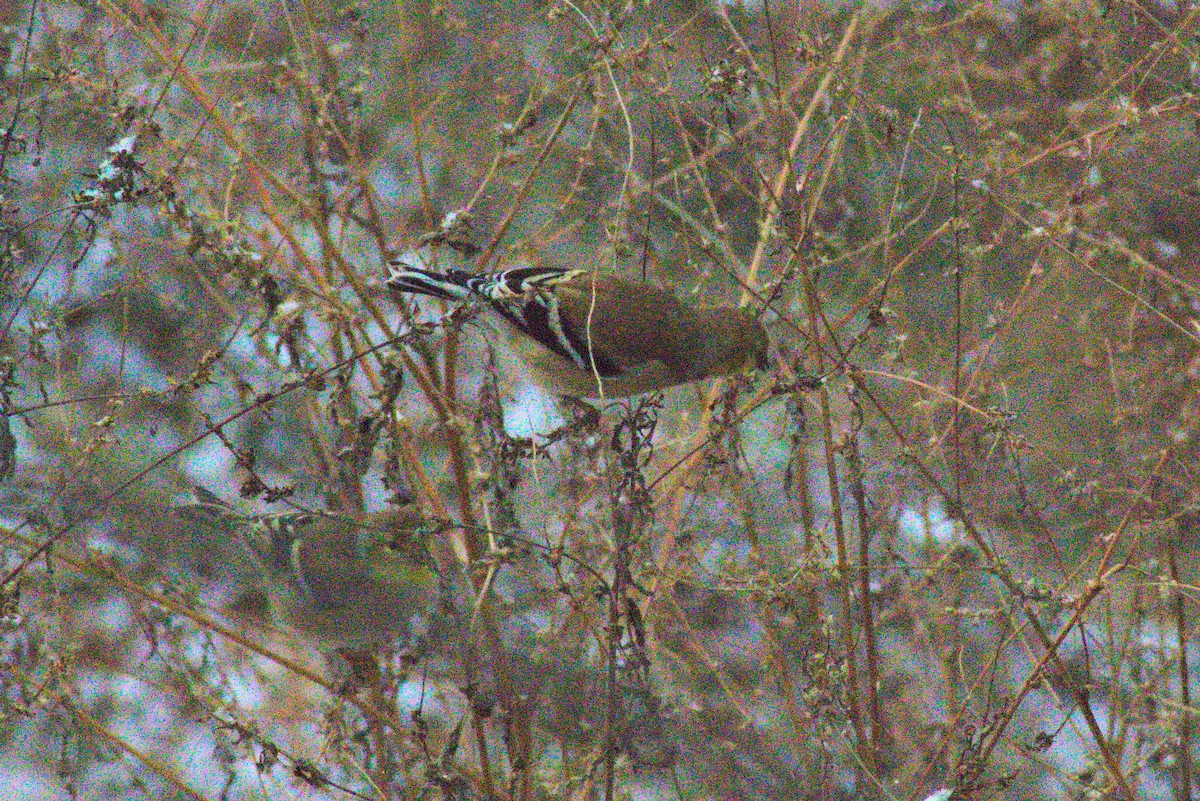 American Goldfinch - ML288583561