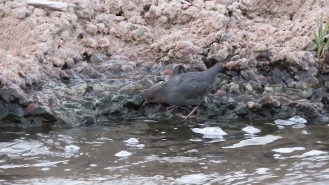 American Dipper - ML288583671