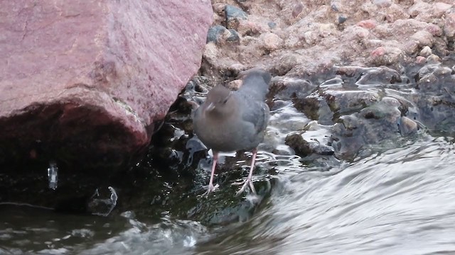 American Dipper - ML288583921