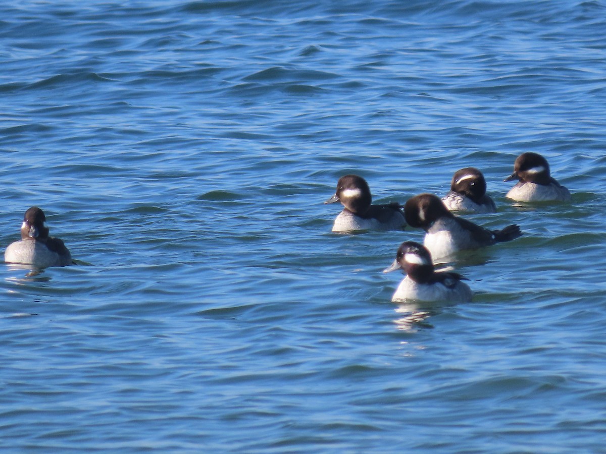 Bufflehead - ML288583931