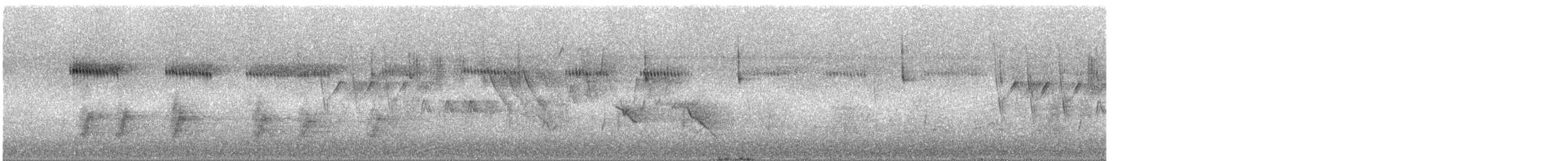 Широкохвостый колибри - ML288584