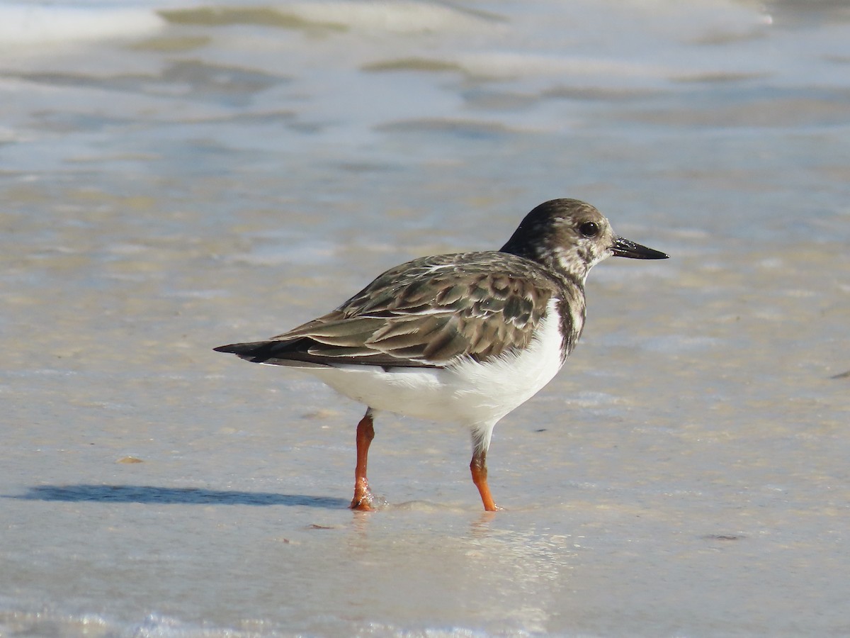 Ruddy Turnstone - ML288584671