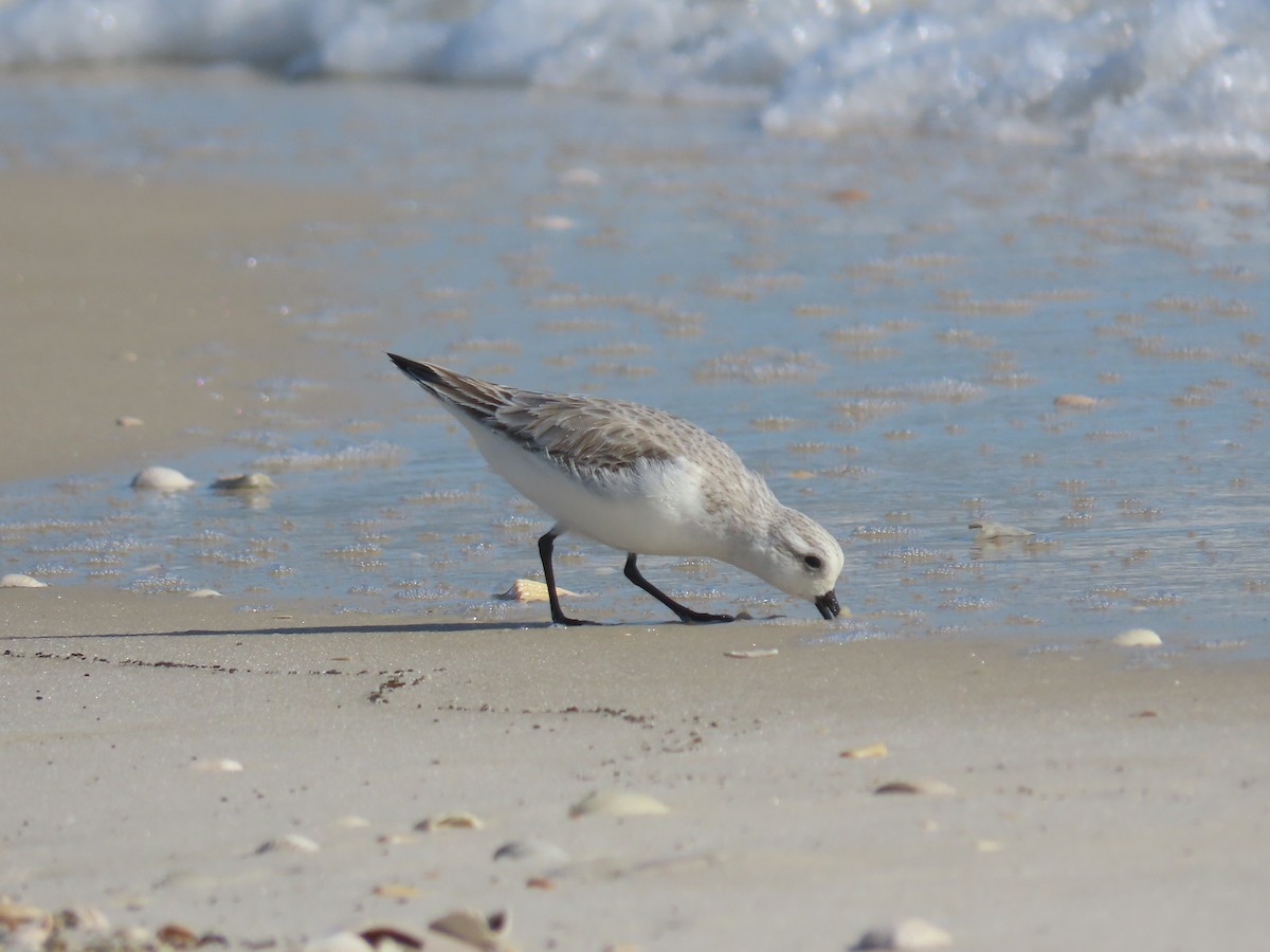 Sanderling - ML288584891