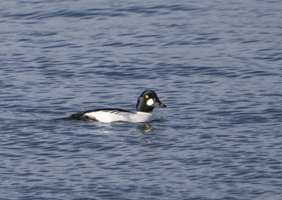 Common Goldeneye - ML288585431