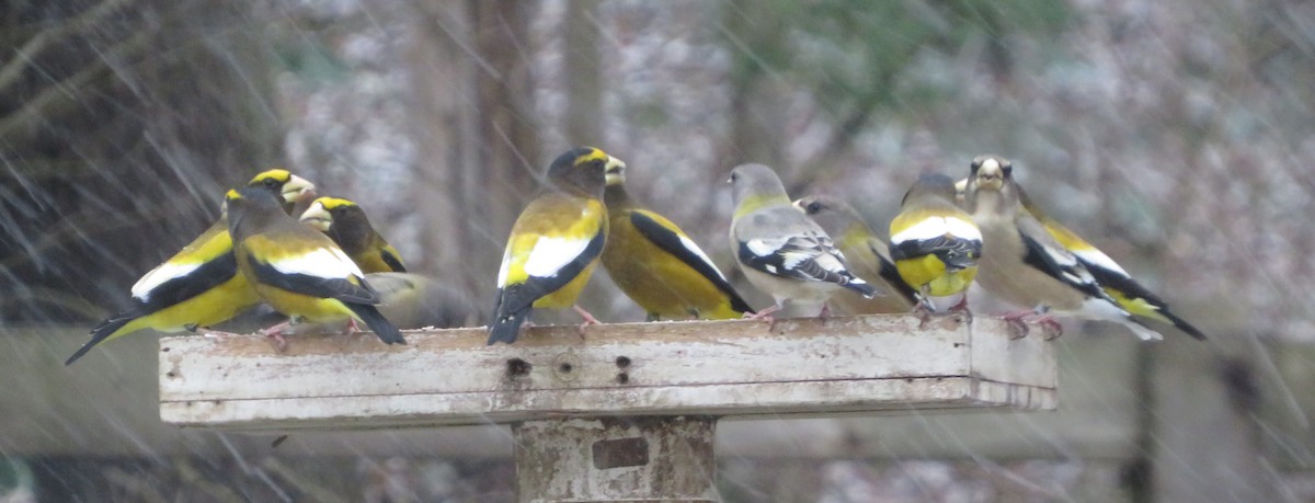 Evening Grosbeak - ML288585741