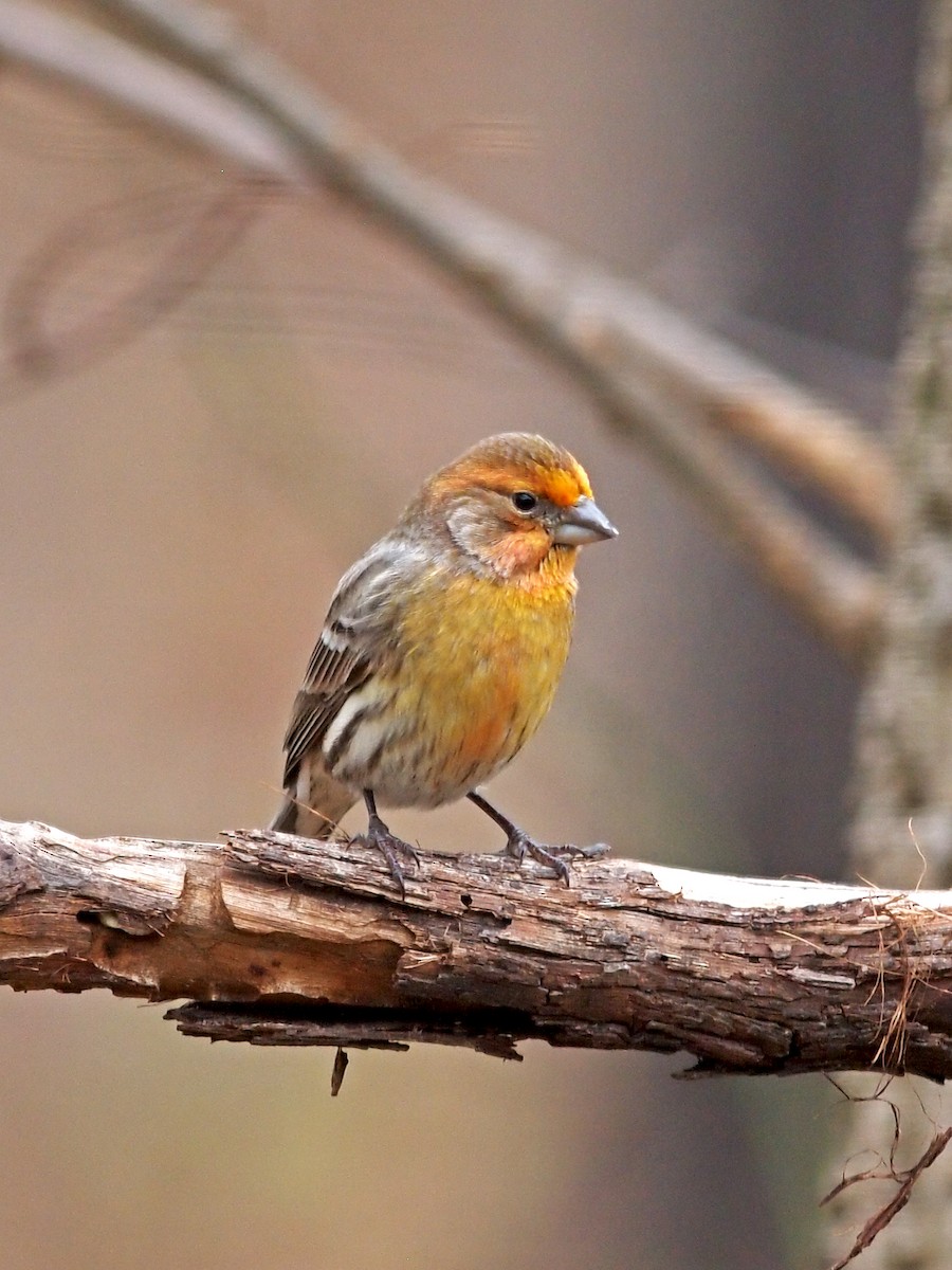 House Finch - ML288585831