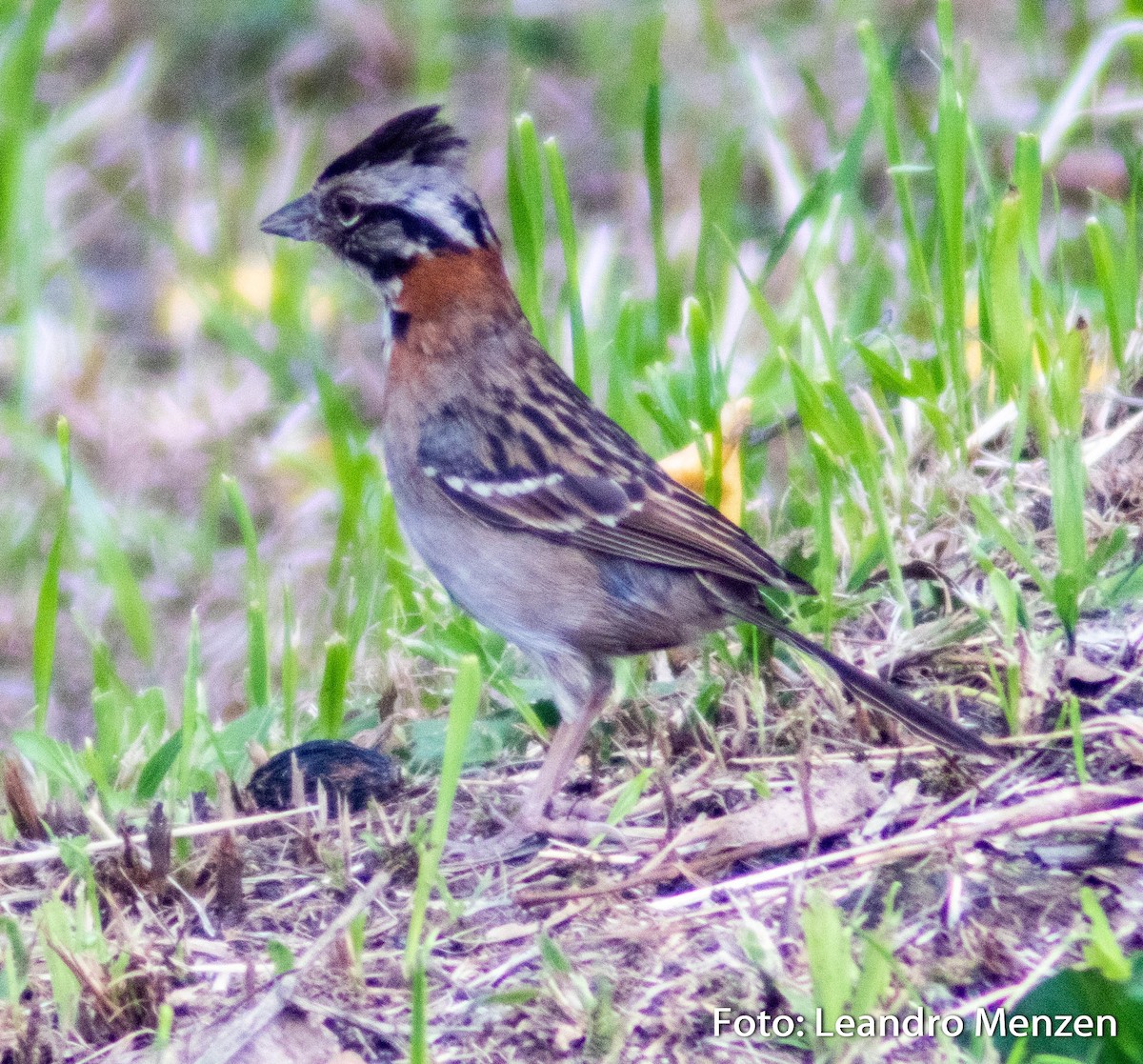 Rufous-collared Sparrow - ML288586591