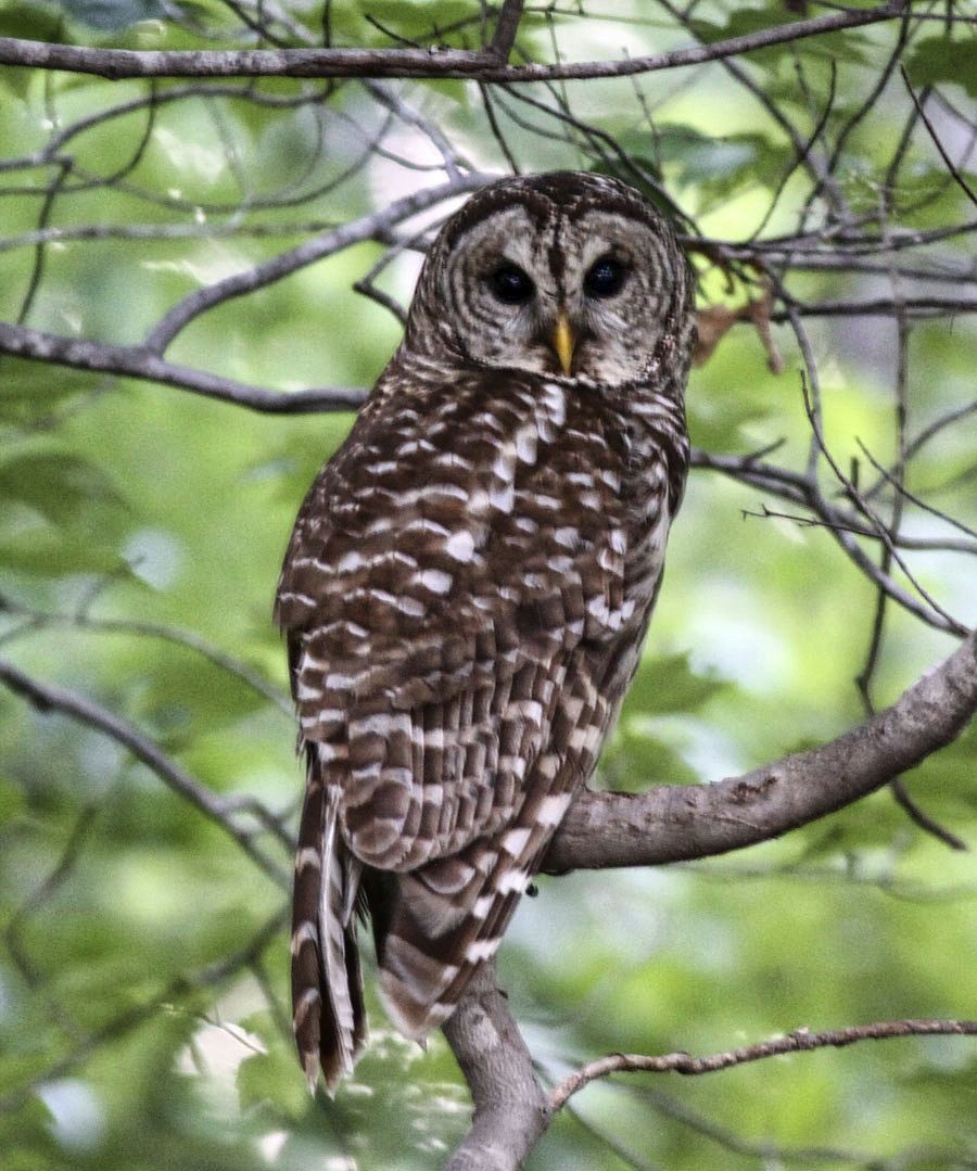 Barred Owl - ML288586901