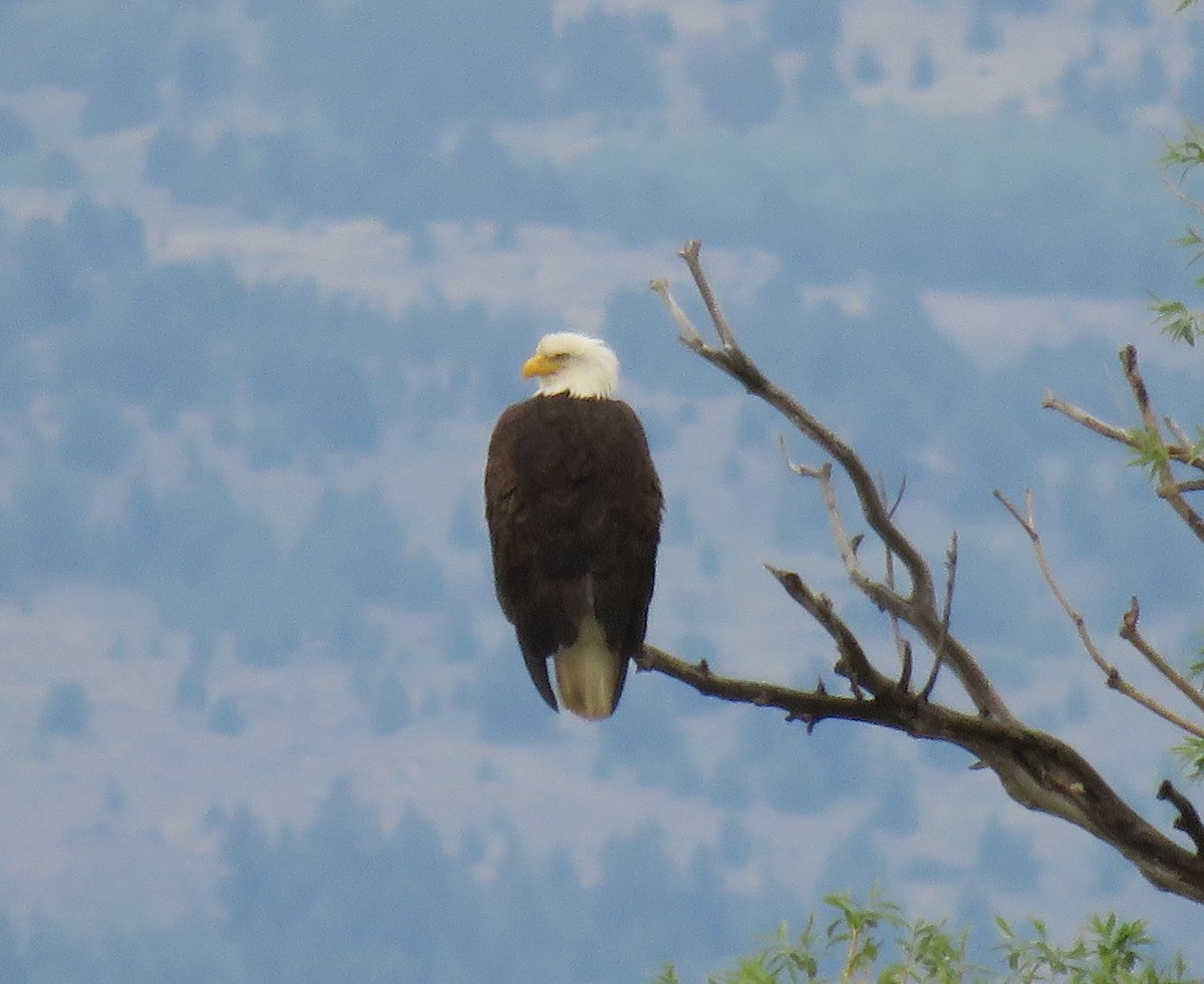 Bald Eagle - Jan Thom