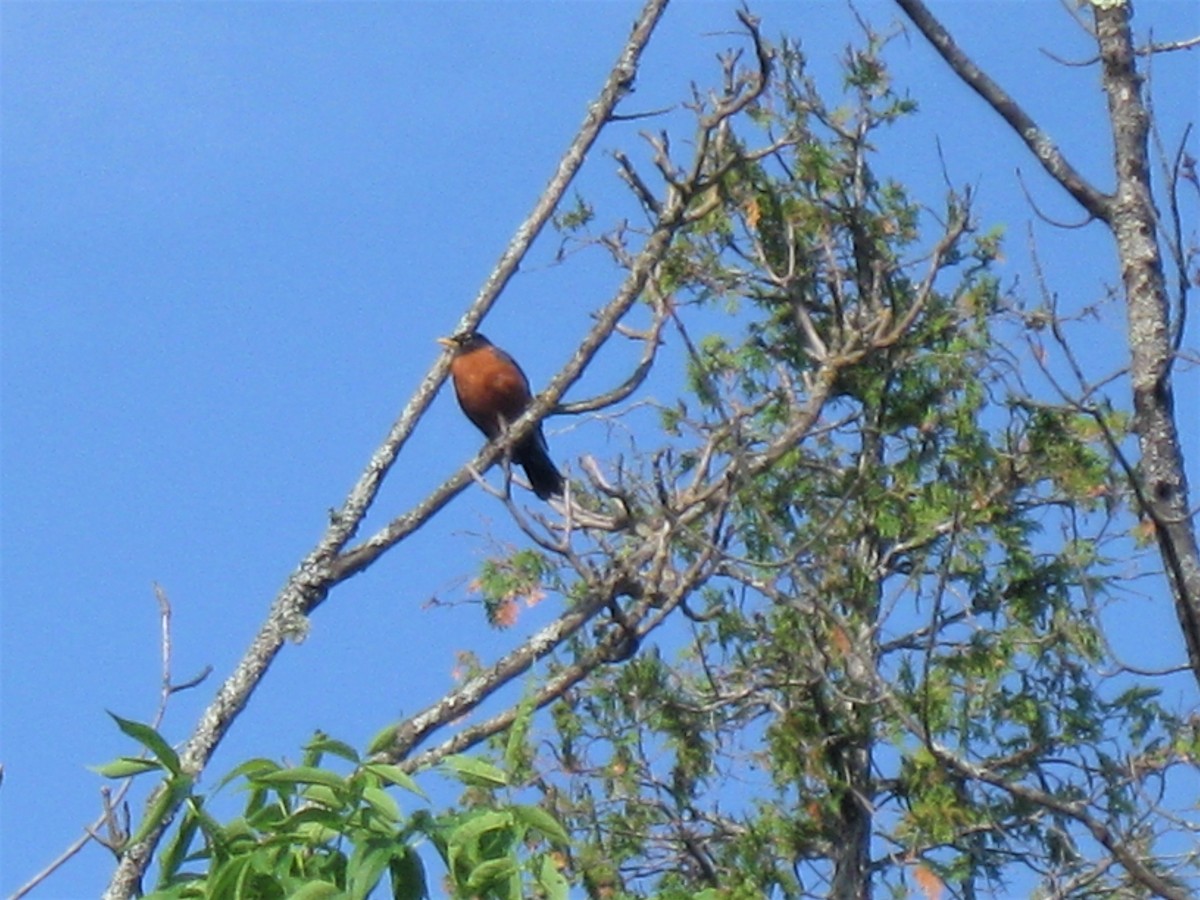 American Robin - ML288587401