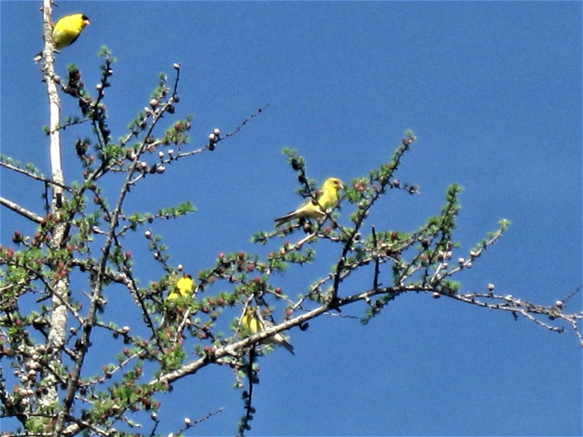 American Goldfinch - ML288587591