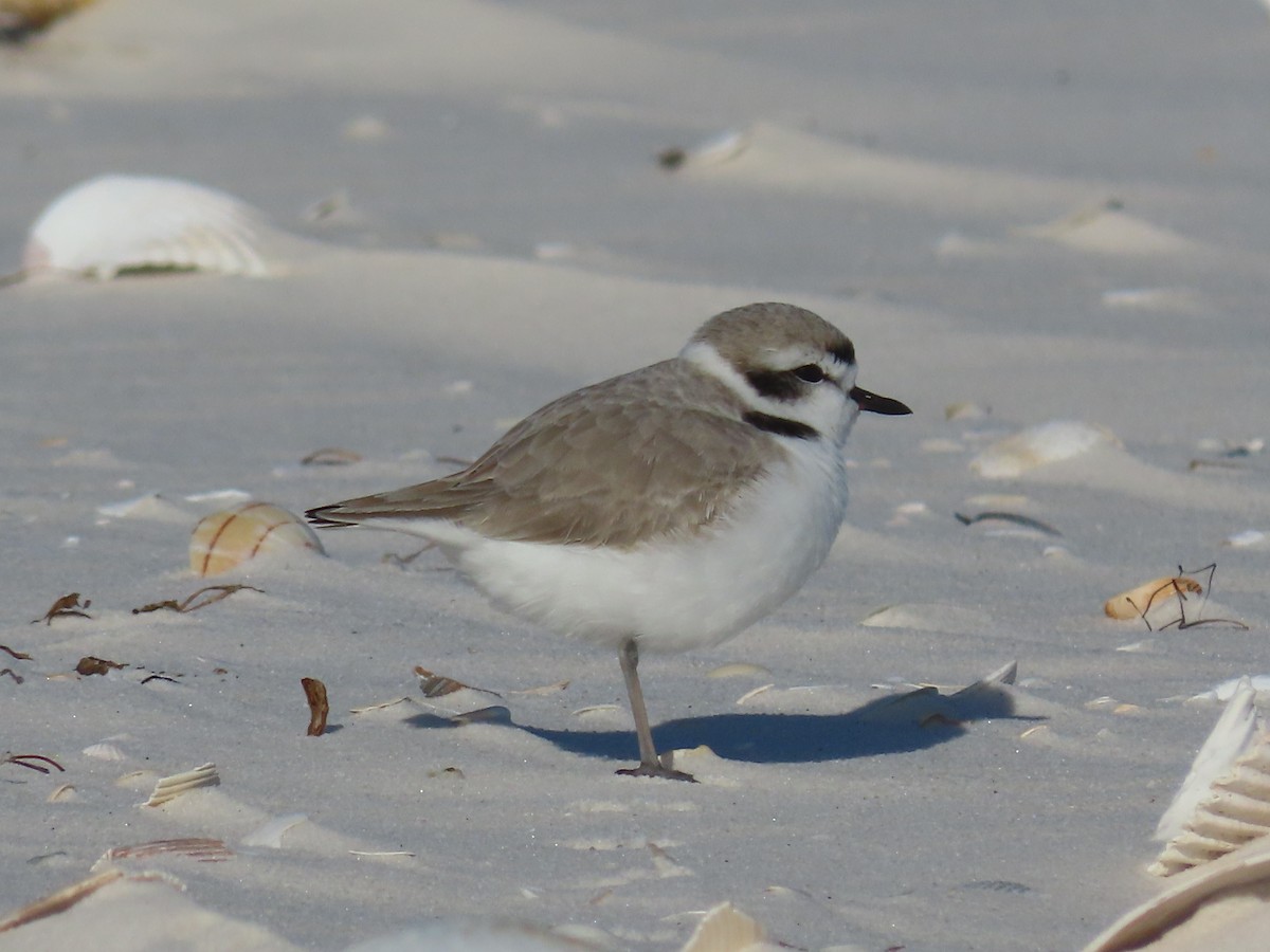 Snowy Plover - ML288588651