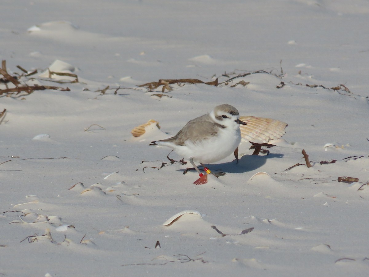 Snowy Plover - ML288588731