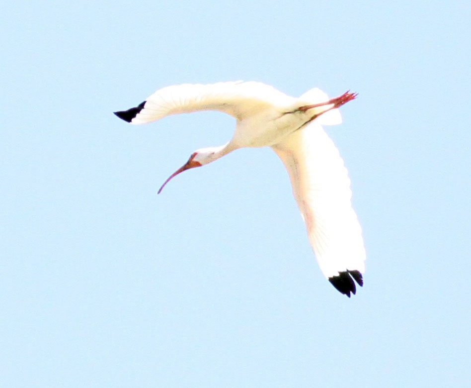 ibis bílý - ML288589451