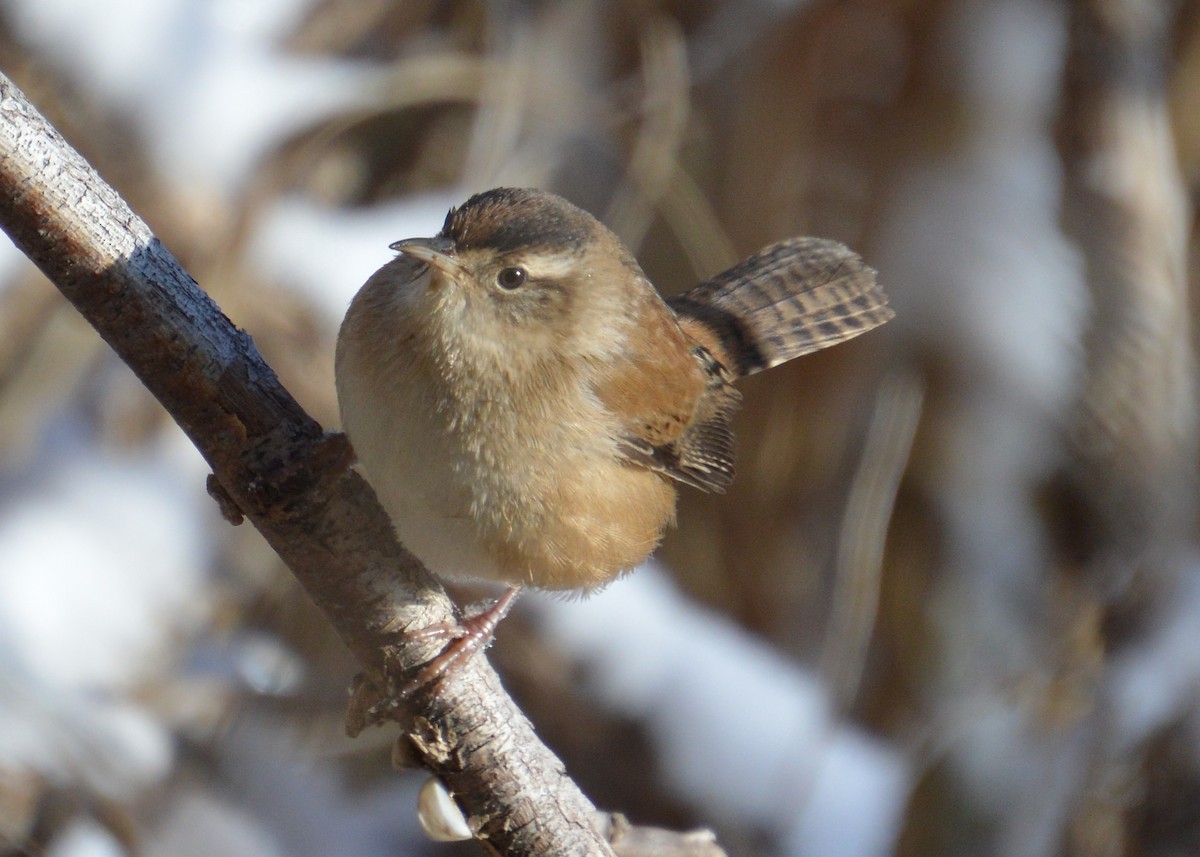 Marsh Wren - Dave Klema