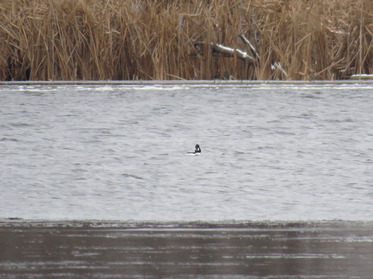 Common Goldeneye - ML288589891