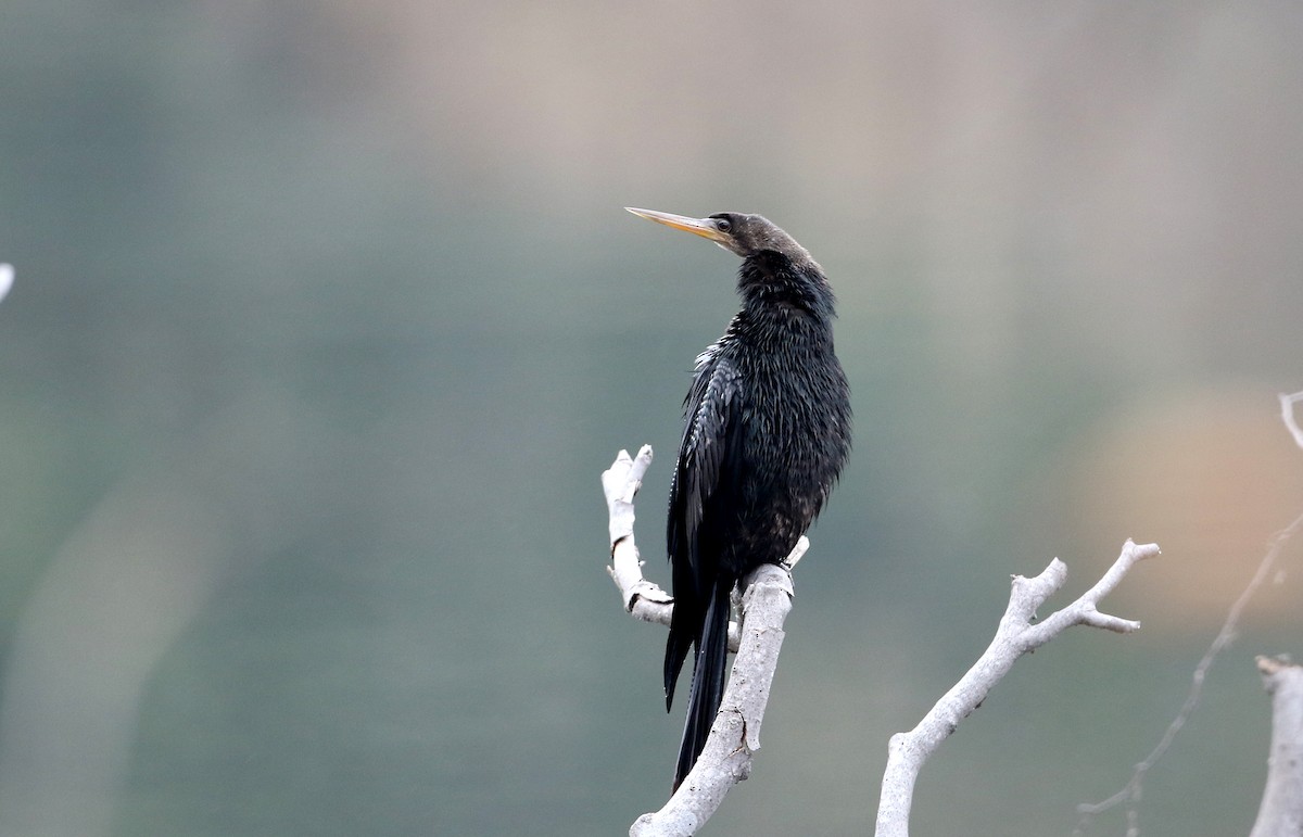 Anhinga - Jay McGowan