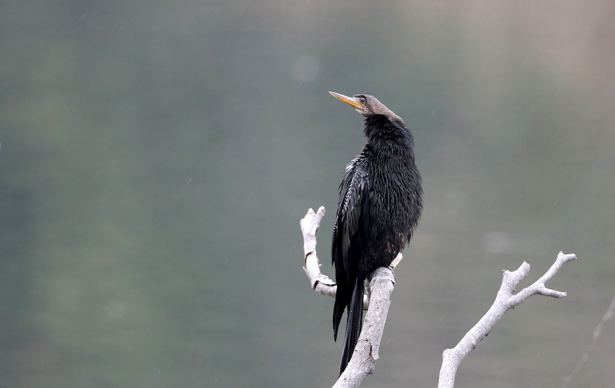 Anhinga - Jay McGowan