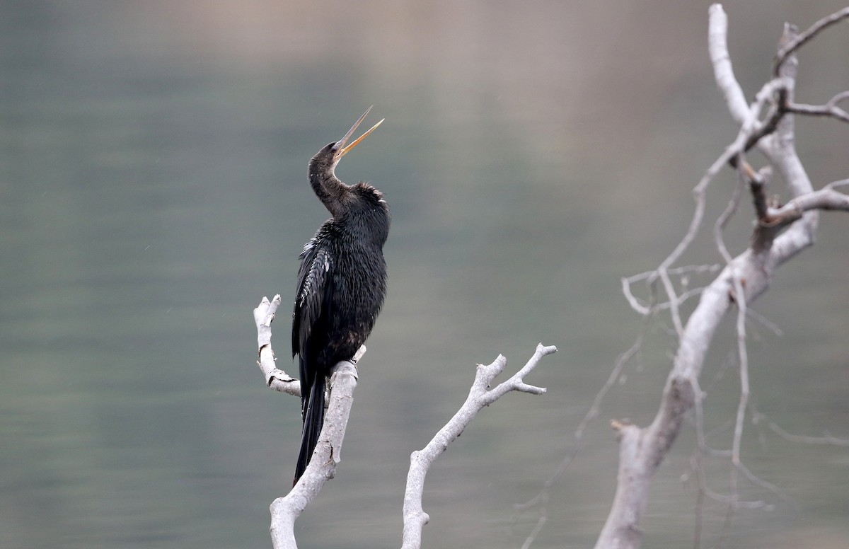 Amerika-Schlangenhalsvogel - ML288590181