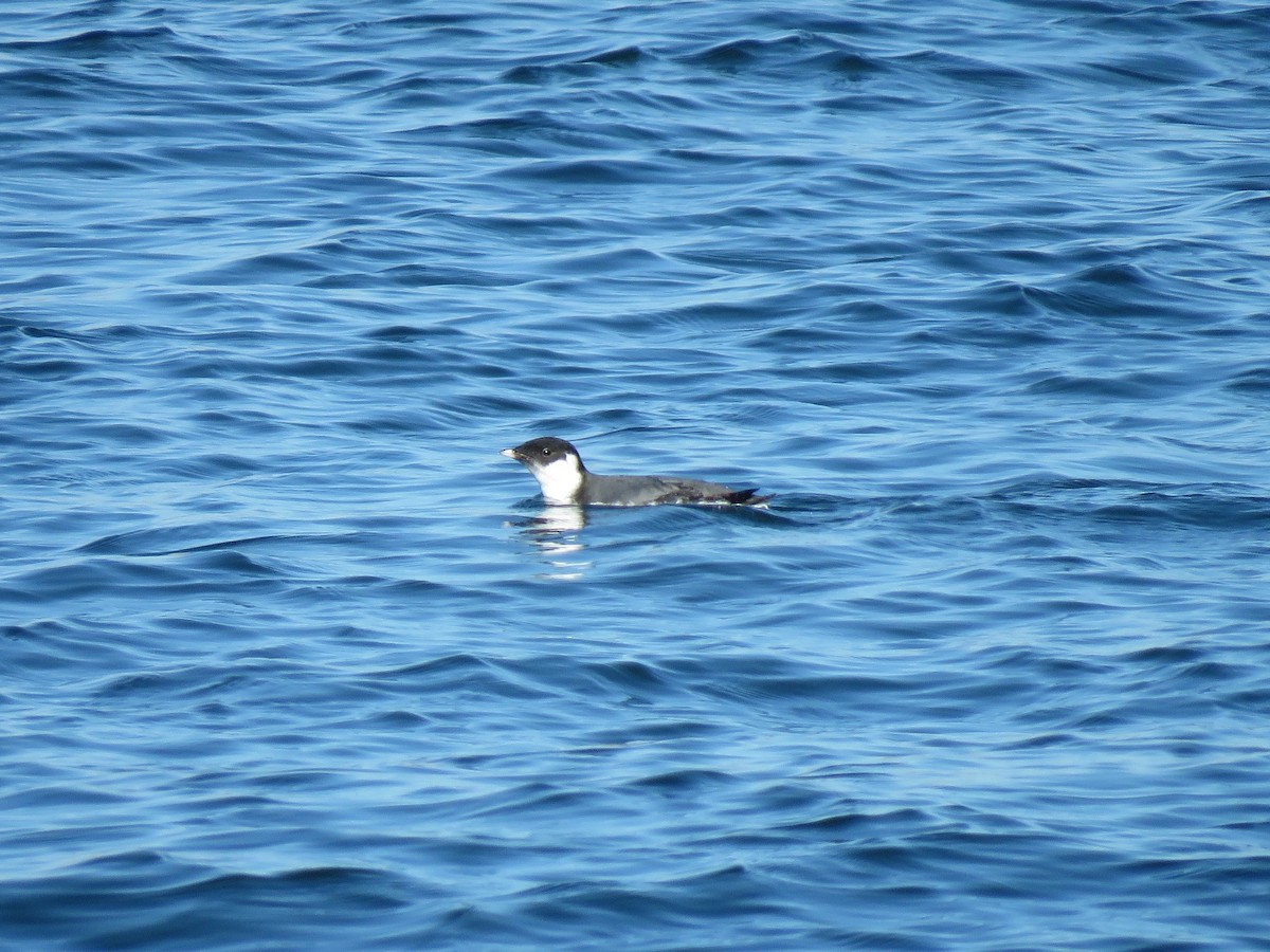 Ancient Murrelet - Eric Pratt