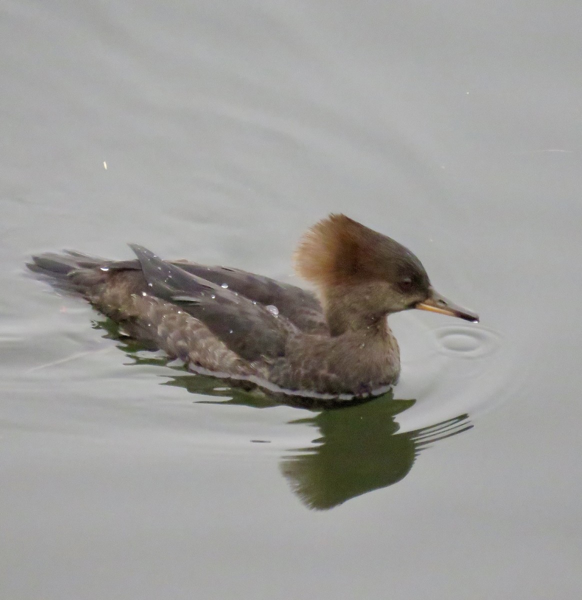 Hooded Merganser - ML288592271