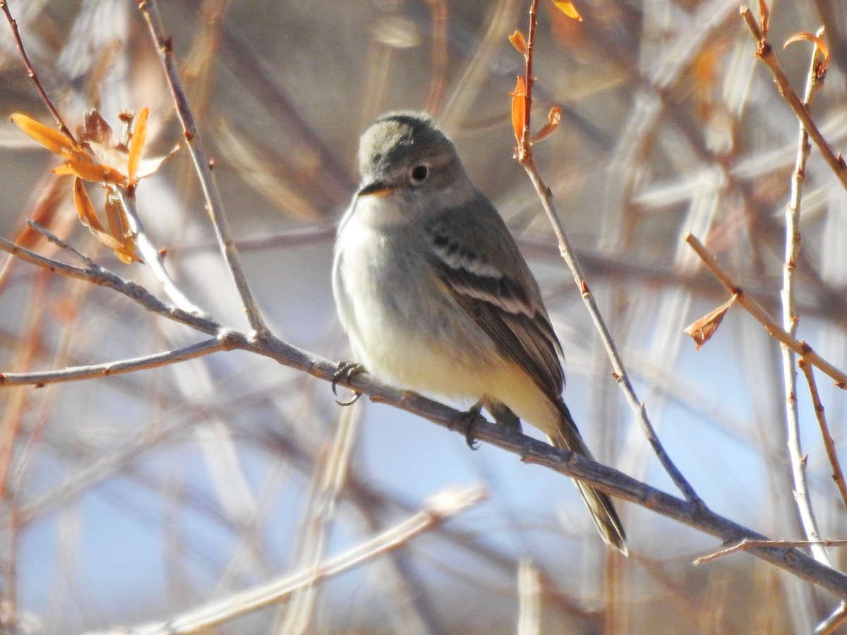 Gray Flycatcher - ML288593991